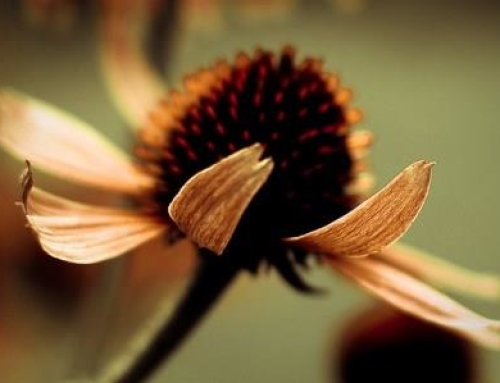 What to Expect at Easy Living Yards