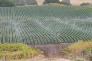 Broccoli field in California with sprinkler irrigation