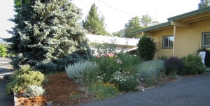 Mixed plantings of various height and species in a residential yard