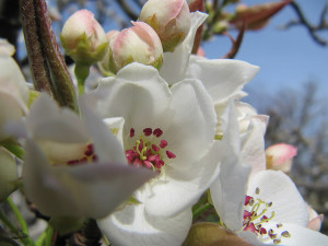 Asian Pear blossoms
