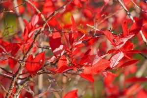 Bright red blueberry leaves in fall