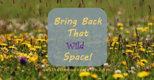 Bring Back That Wild Space: wild meadows and prairies