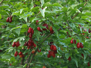 Red fruits of Cornelian Cherry