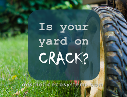 Is Your Yard on Crack?
