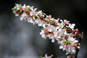Nanking Cherry Flowers