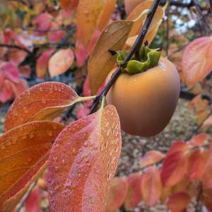 Persimmon Hachiya fall foliage