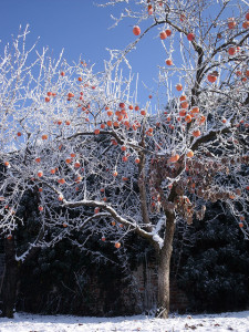 Persimmon in snow with fruit