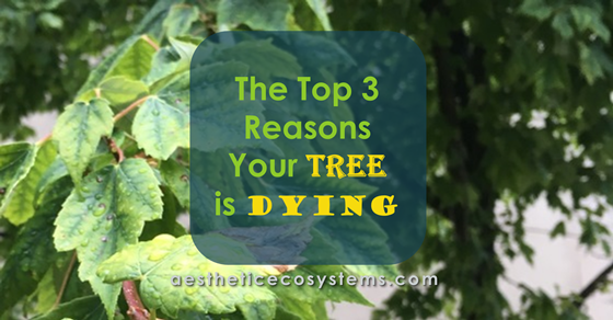 The top 3 reasons your tree is dying