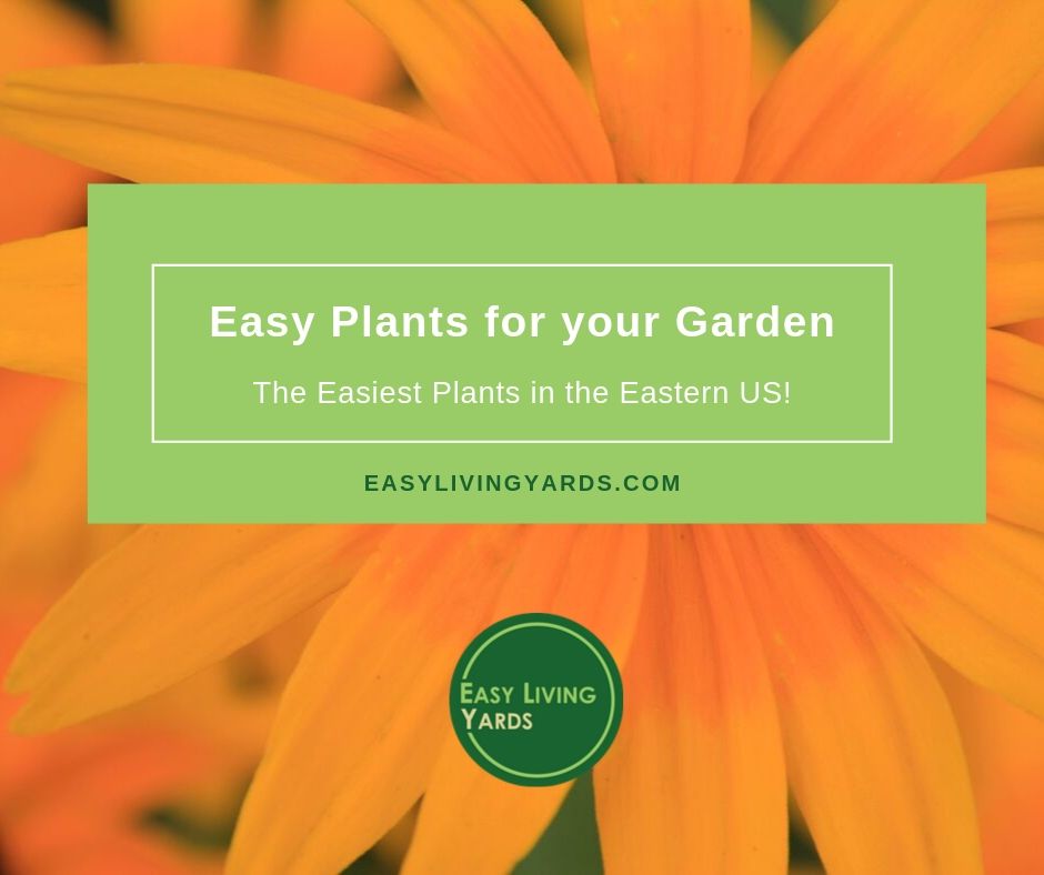 Easy Perennial Plants for your garden