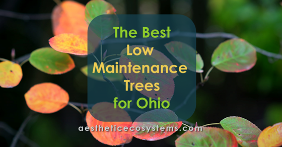 The Best Low Maintenance Trees for Ohio