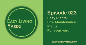 Easy Plants: Low Maintenance Landscaping Plants for your Yard