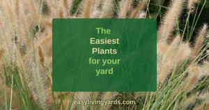 easy low maintenance plants for your yard