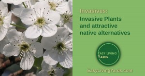 ELY 070 Invasive Plants and native plant alternatives