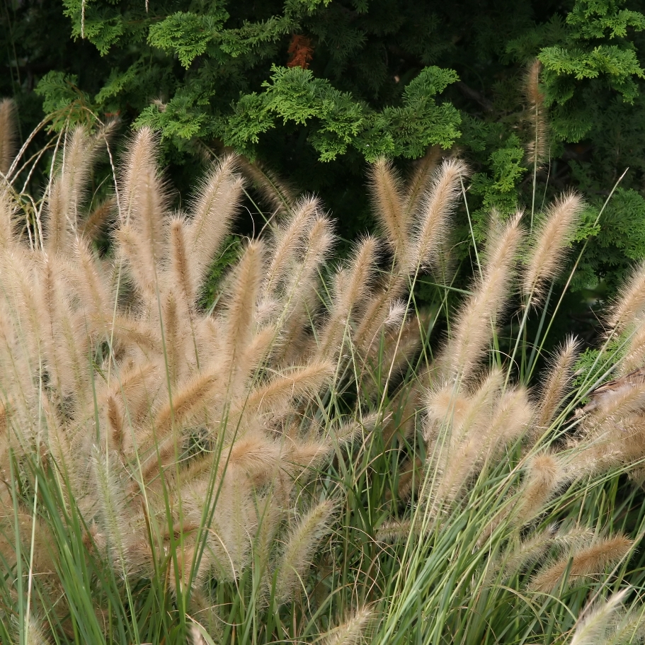 Panicum virgatum Shenandoah