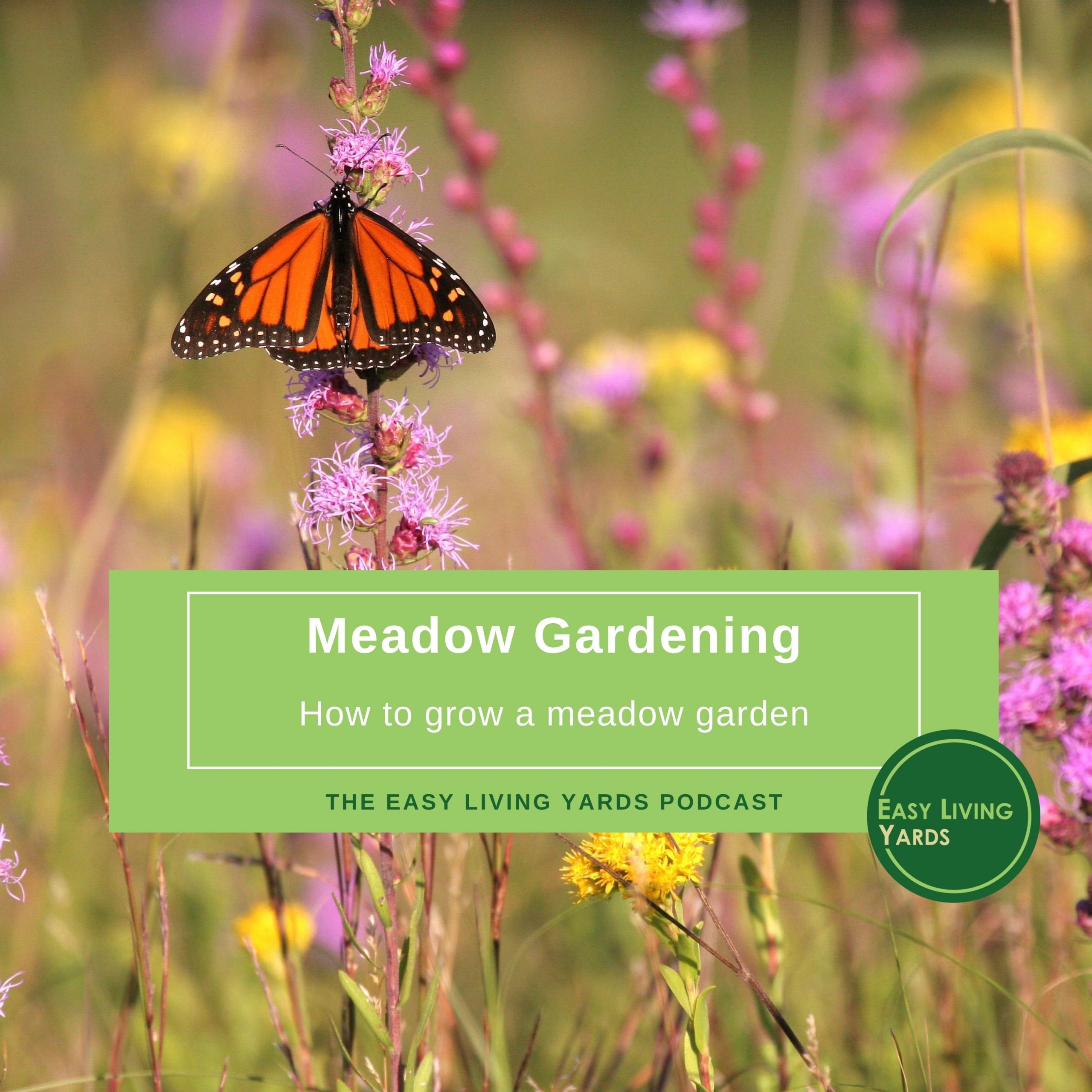 Meadow Gardening - how to create a prairie garden