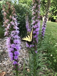 Butterfly gardening with native plants