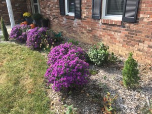 Native Landscaping - fall color