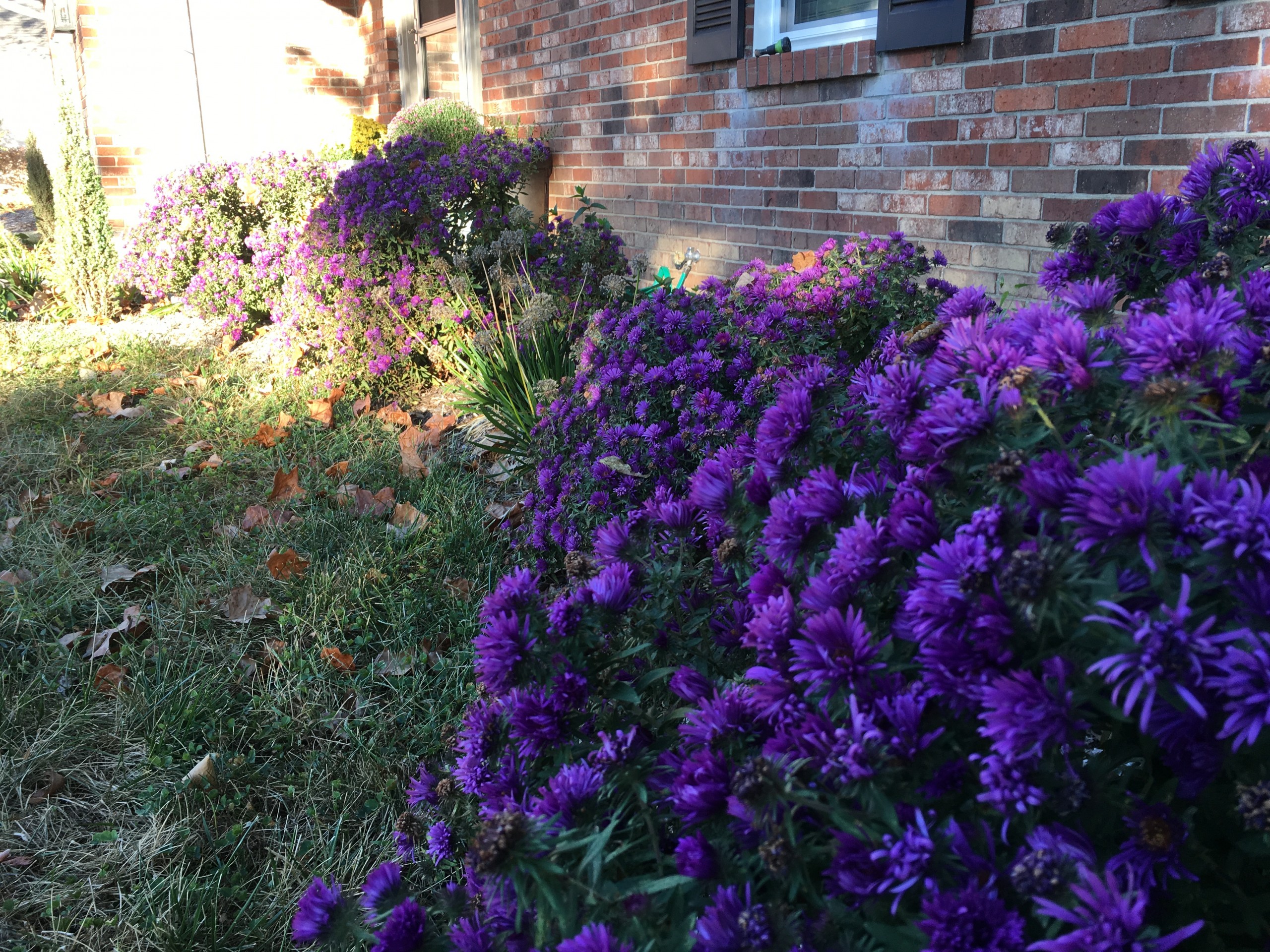 Native Landscaping - Aster fall color