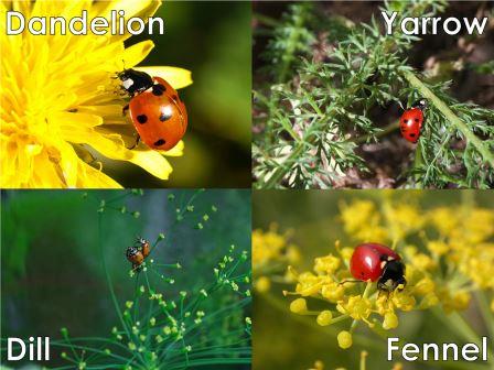 Ladybug host plants: Dandelion, Yarrow, Fennel, Dill