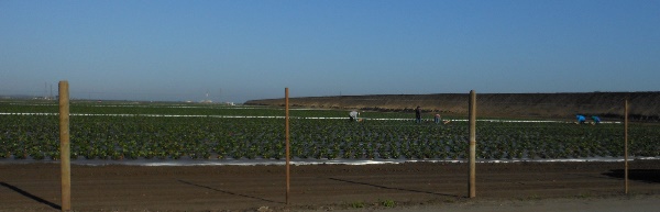 A large strawberry field with workers
