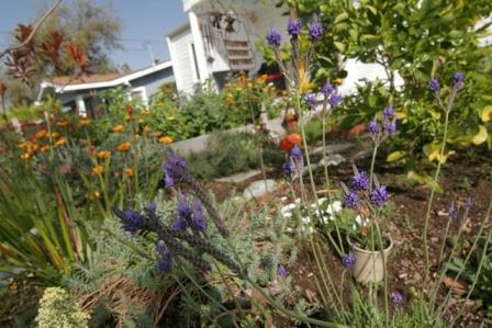 Southern California permaculture garden