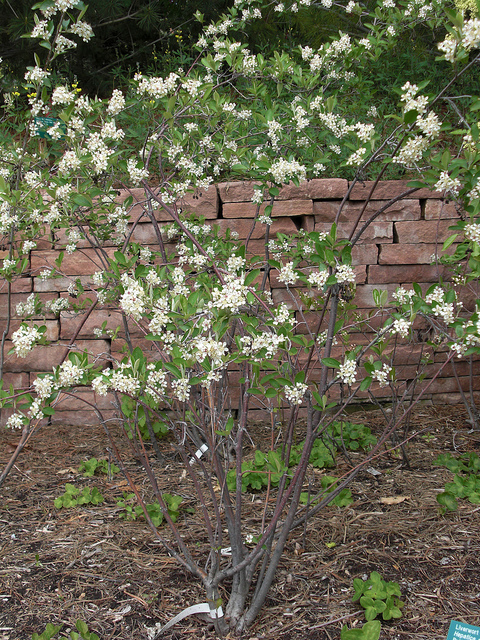 Aronia chokeberry in bloom