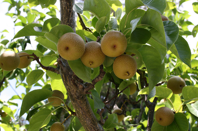 Asian Pears on tree
