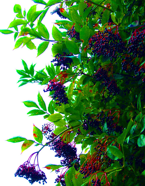 Black Elderberry with berries