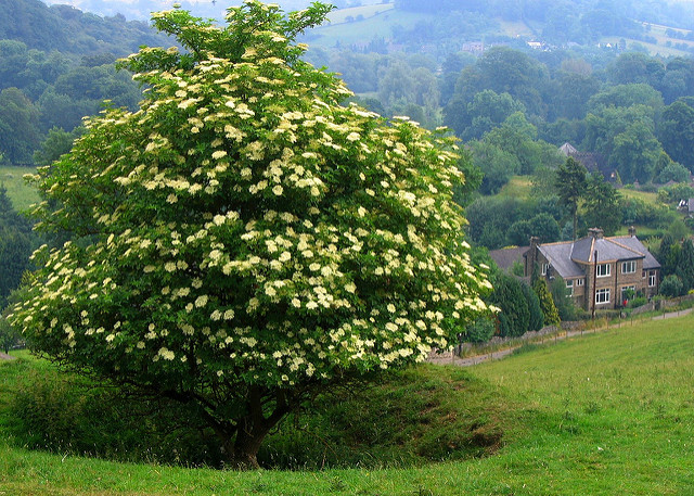 Elderberry shrub with tree habit in bloom
