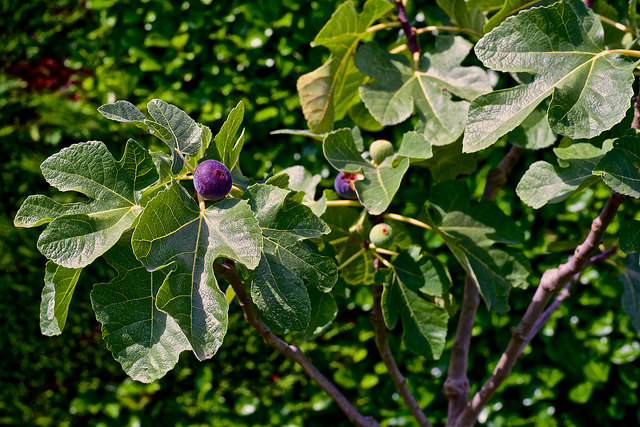 Fig tree foliage and fruit