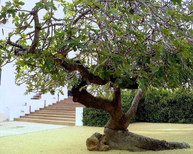Fig tree in landscape