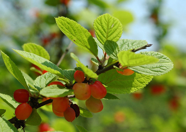 Nanking cherries on bush