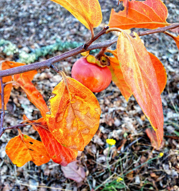 Persimmon leaves in autumn