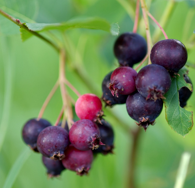 Serviceberry fruits in late spring