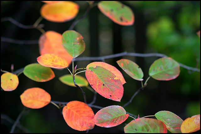 Stunning fall foliage of the Serviceberry