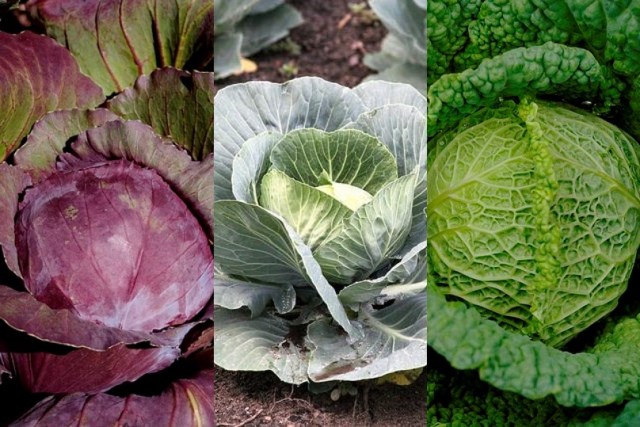 Cabbage Edit