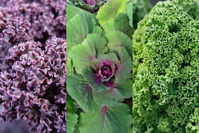 Kale edit